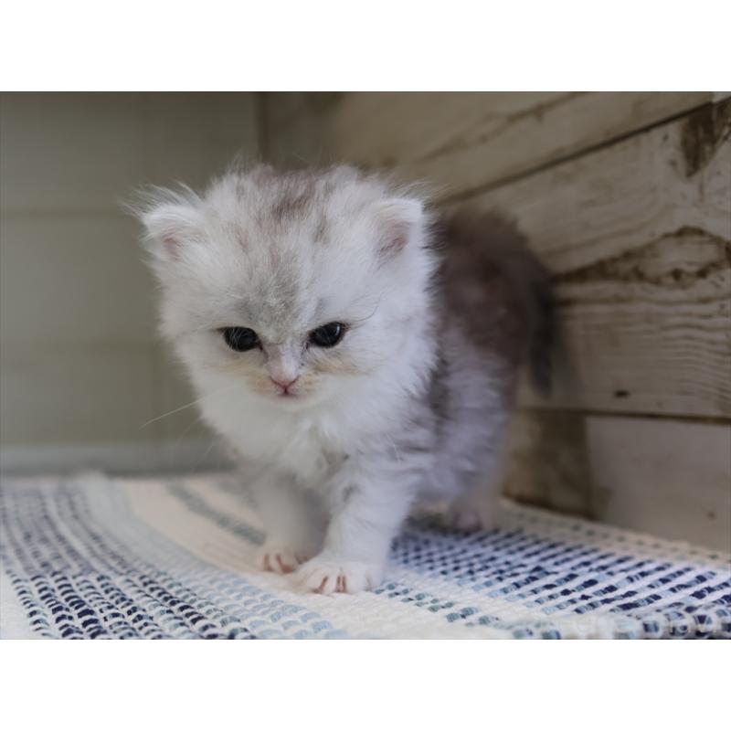 成約済の愛知県のブリティッシュショートヘア-127737の3枚目