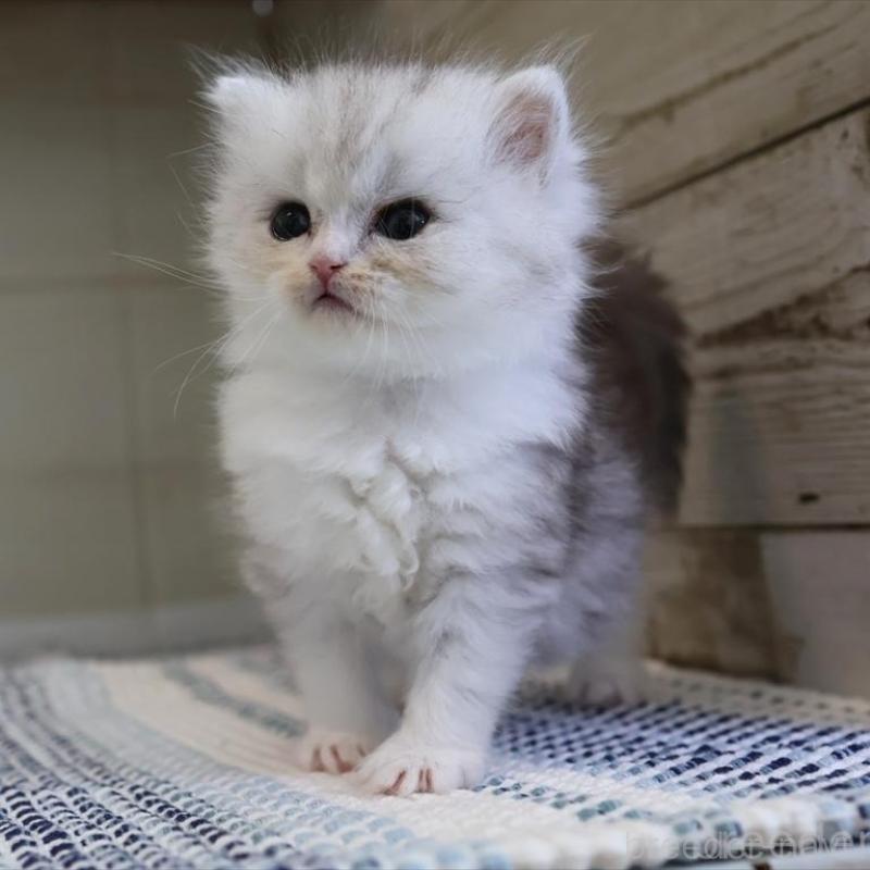 成約済の愛知県のブリティッシュショートヘア-127737の2枚目