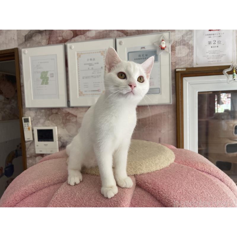 販売中の千葉県のマンチカン-122093の2枚目