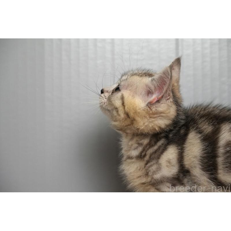 販売中の埼玉県のアメリカンショートヘア-126817の15枚目