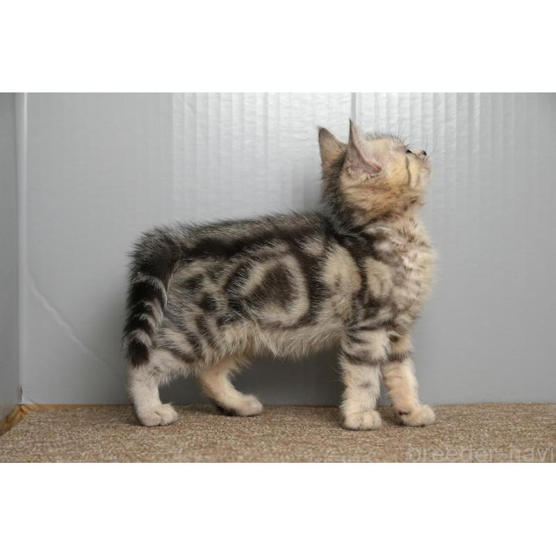 販売中の埼玉県のアメリカンショートヘア-126817の14枚目