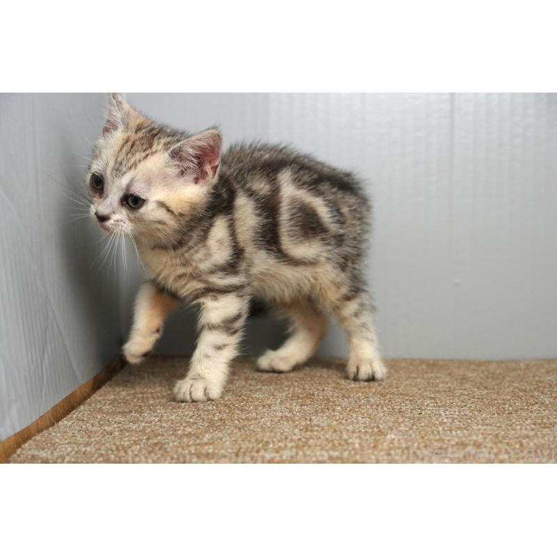 販売中の埼玉県のアメリカンショートヘア-126817の13枚目