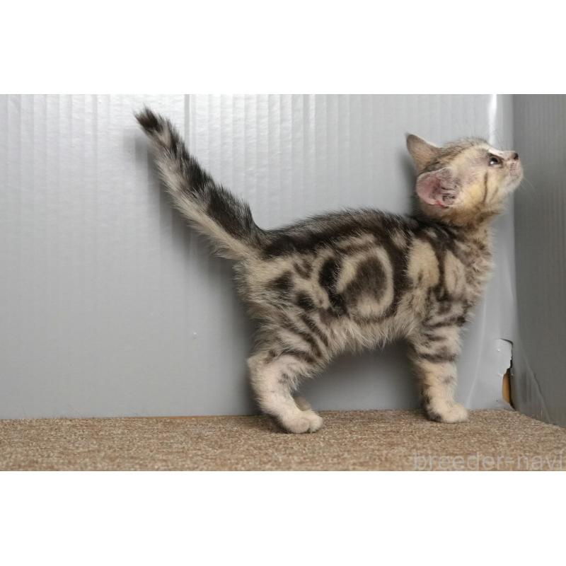 販売中の埼玉県のアメリカンショートヘア-126817の12枚目