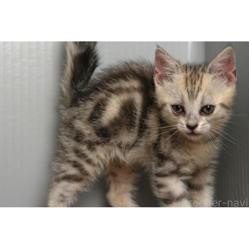 販売中の埼玉県のアメリカンショートヘア-126817の11枚目