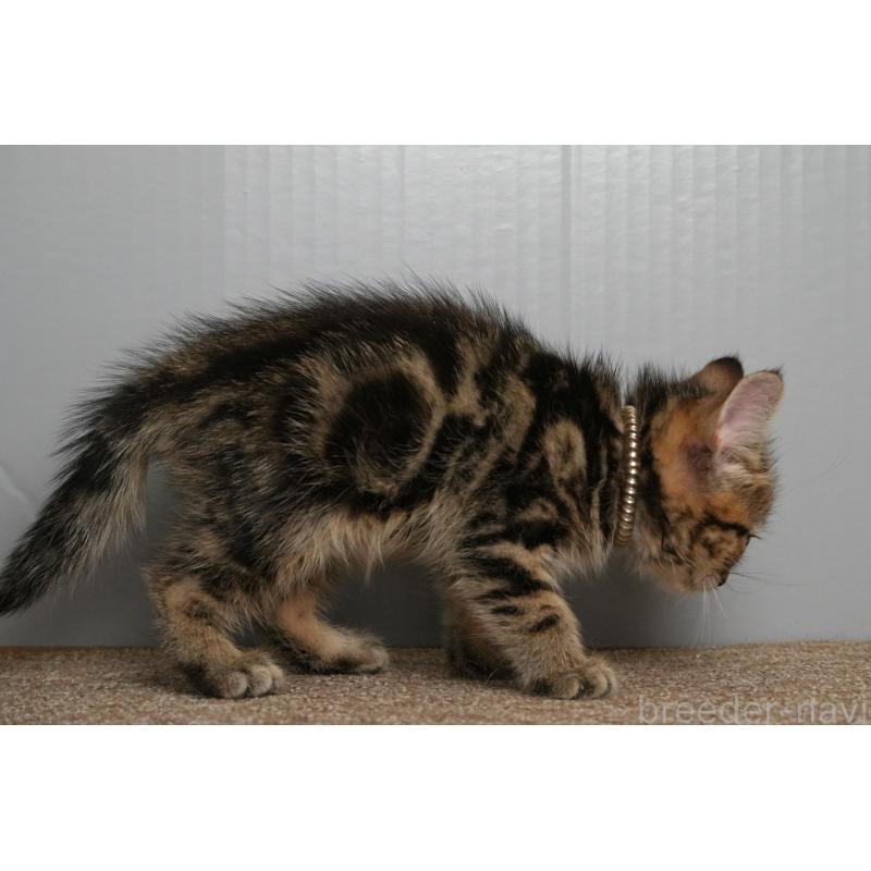 販売中の埼玉県のアメリカンショートヘア-126816の11枚目