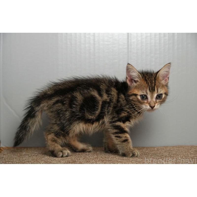 販売中の埼玉県のアメリカンショートヘア-126816の10枚目