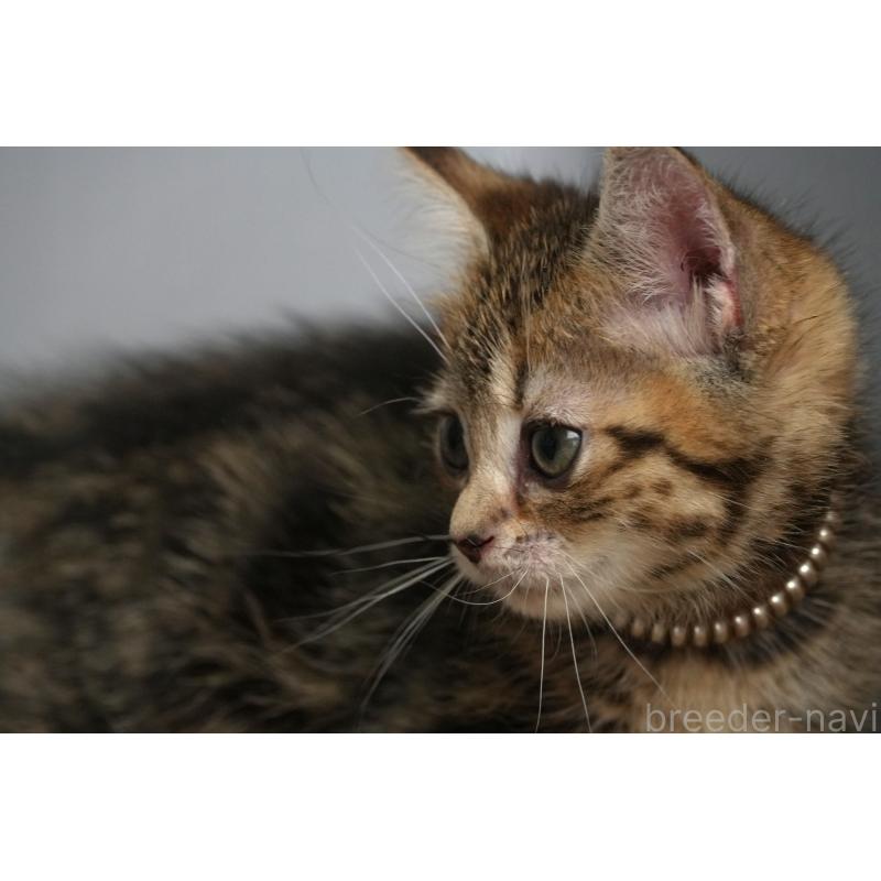 販売中の埼玉県のアメリカンショートヘア-126816の9枚目