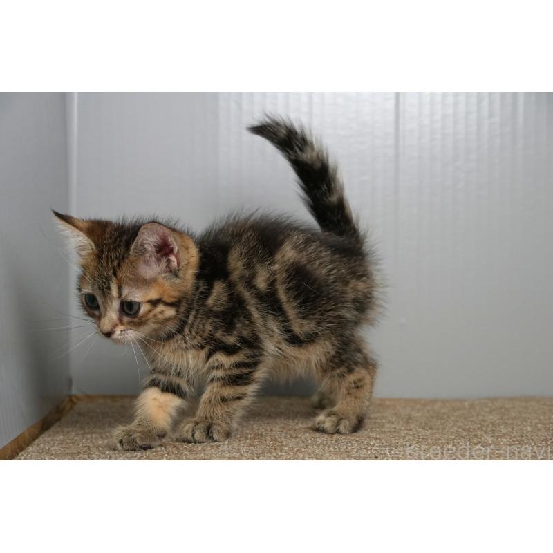 販売中の埼玉県のアメリカンショートヘア-126816の8枚目