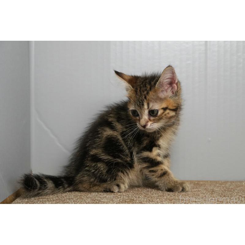 販売中の埼玉県のアメリカンショートヘア-126816の7枚目