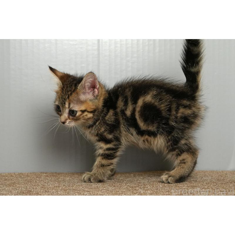 販売中の埼玉県のアメリカンショートヘア-126816の6枚目