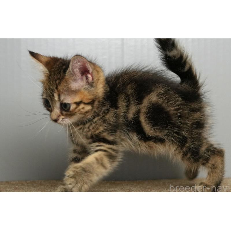 販売中の埼玉県のアメリカンショートヘア-126816の5枚目