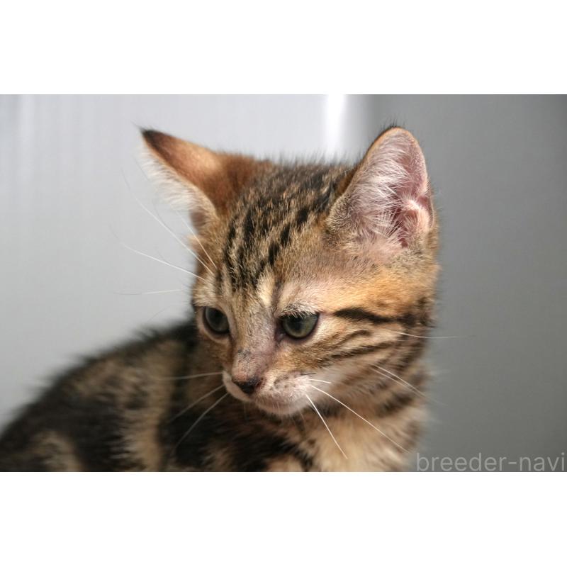 成約済の埼玉県のアメリカンショートヘア-126815の10枚目