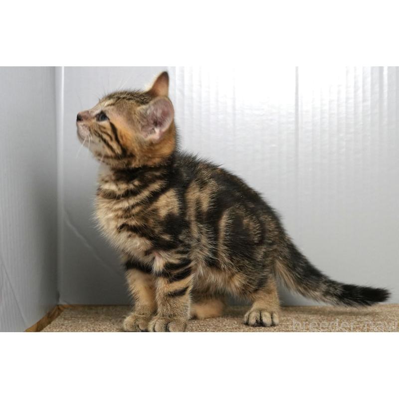 成約済の埼玉県のアメリカンショートヘア-126815の9枚目