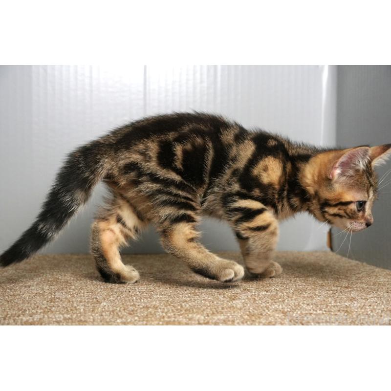 成約済の埼玉県のアメリカンショートヘア-126815の8枚目