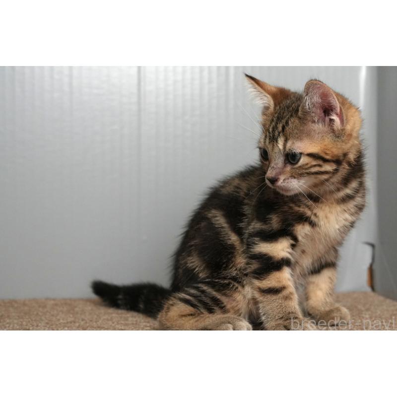 成約済の埼玉県のアメリカンショートヘア-126815の7枚目