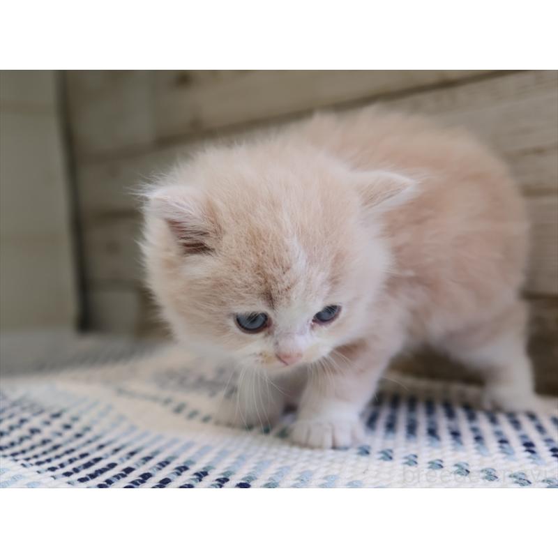 販売中の愛知県のマンチカン-128338の3枚目