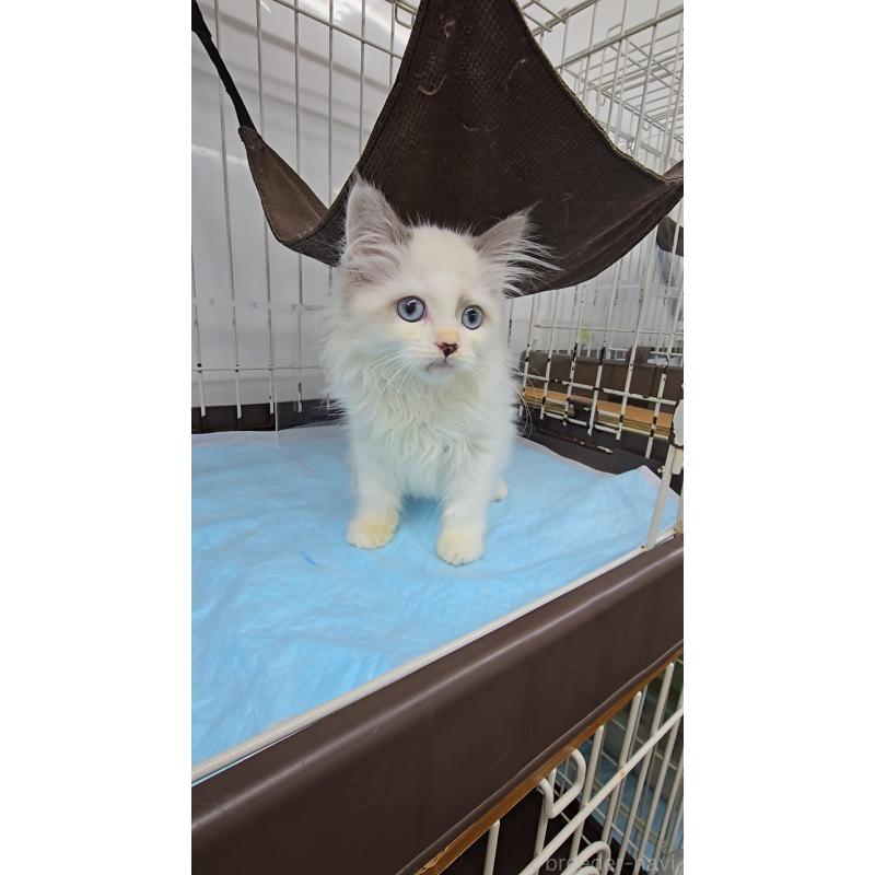 商談中の東京都のサイベリアン-127933の3枚目