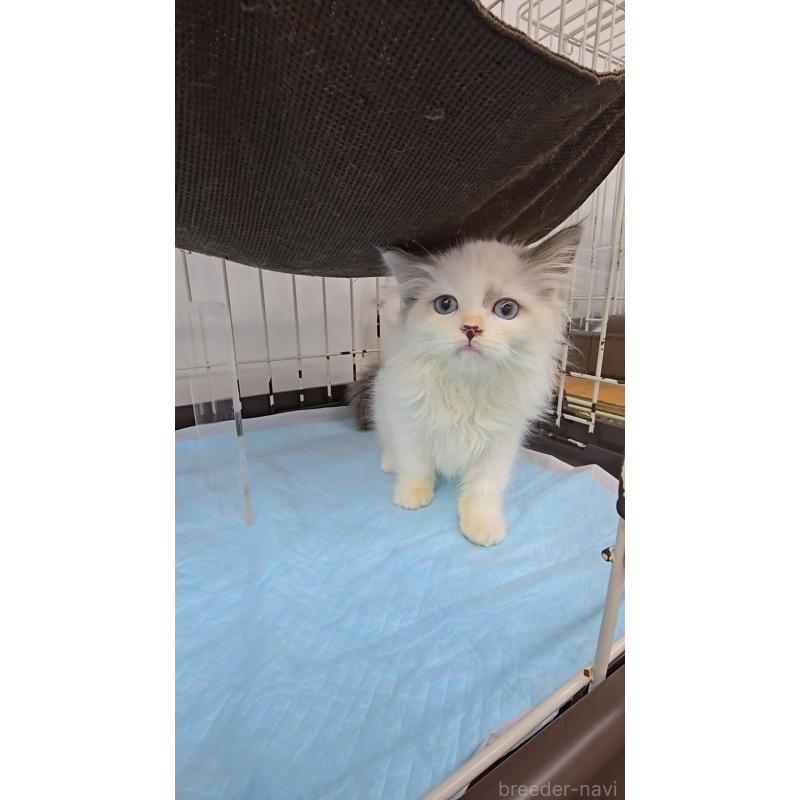 商談中の東京都のサイベリアン-127933の2枚目