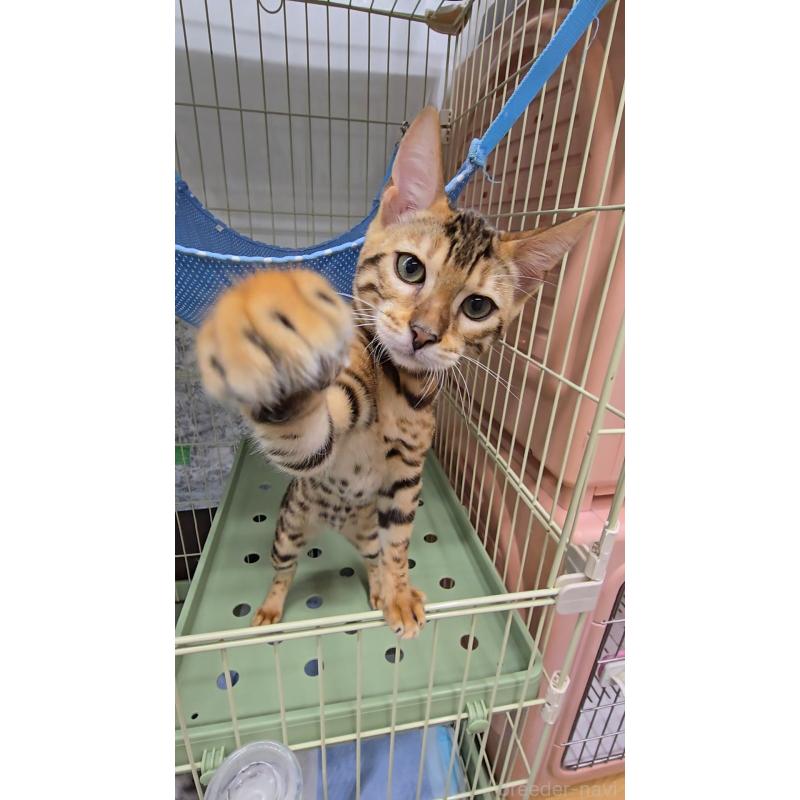 販売中の東京都のベンガル-124100の3枚目