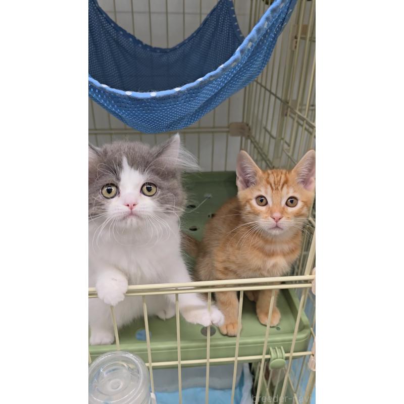 成約済の東京都のマンチカン-126497の2枚目