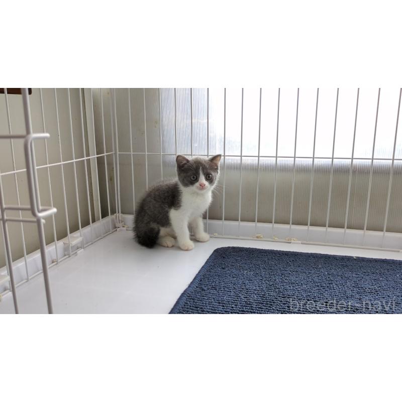 成約済の茨城県のブリティッシュショートヘア-127216の1枚目