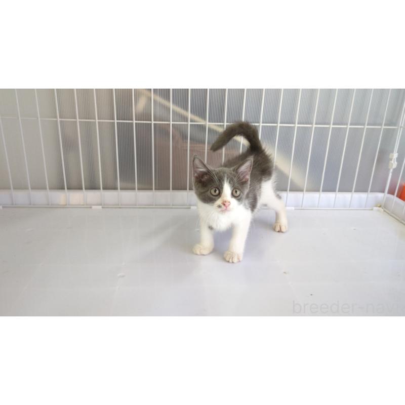 成約済の茨城県のブリティッシュショートヘア-123832の2枚目