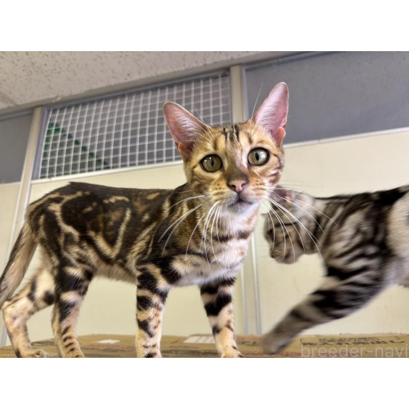 販売中の千葉県のベンガル-111812の3枚目