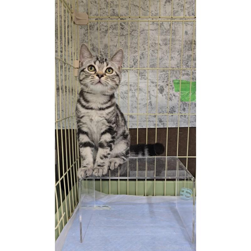 販売中の東京都のアメリカンショートヘア-124102の3枚目