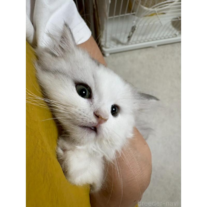 販売中の広島県のマンチカン-126195の5枚目