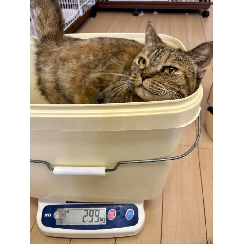 販売中の千葉県のアメリカンショートヘア-90845の2枚目