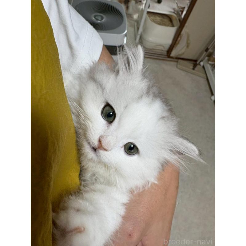 販売中の広島県のマンチカン-126195の2枚目