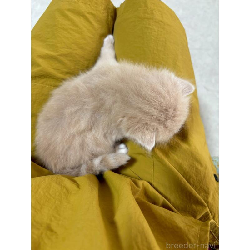 販売中の広島県のミヌエット-128355の8枚目