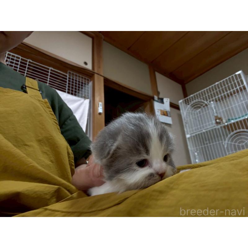 販売中の広島県のミヌエット-128356の10枚目