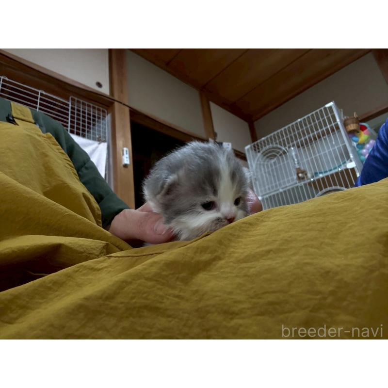 販売中の広島県のミヌエット-128356の2枚目