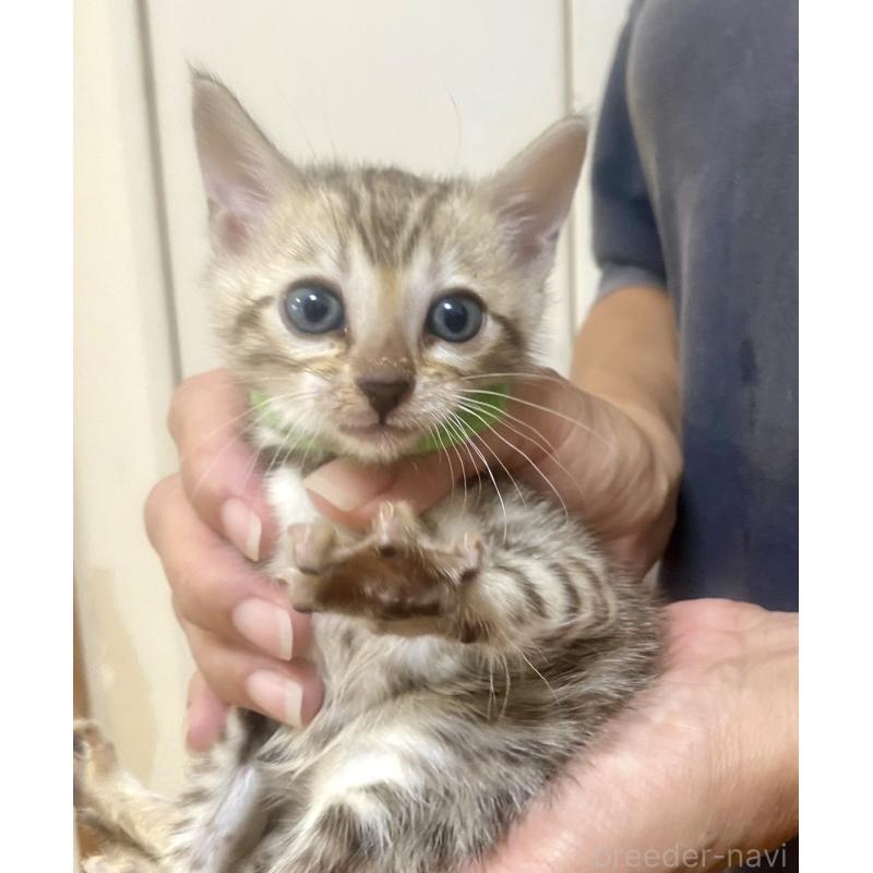 販売中の静岡県のベンガル-127402の54枚目