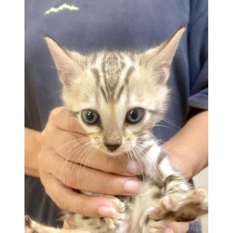 販売中の静岡県のベンガル-127402の53枚目