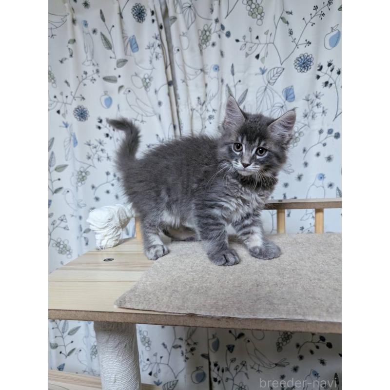 成約済の三重県のメインクーン-125468の5枚目