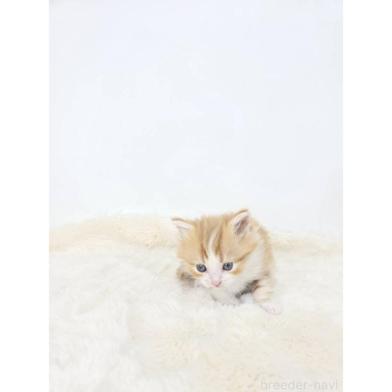 販売中の茨城県のマンチカン(短足)-128358の10枚目