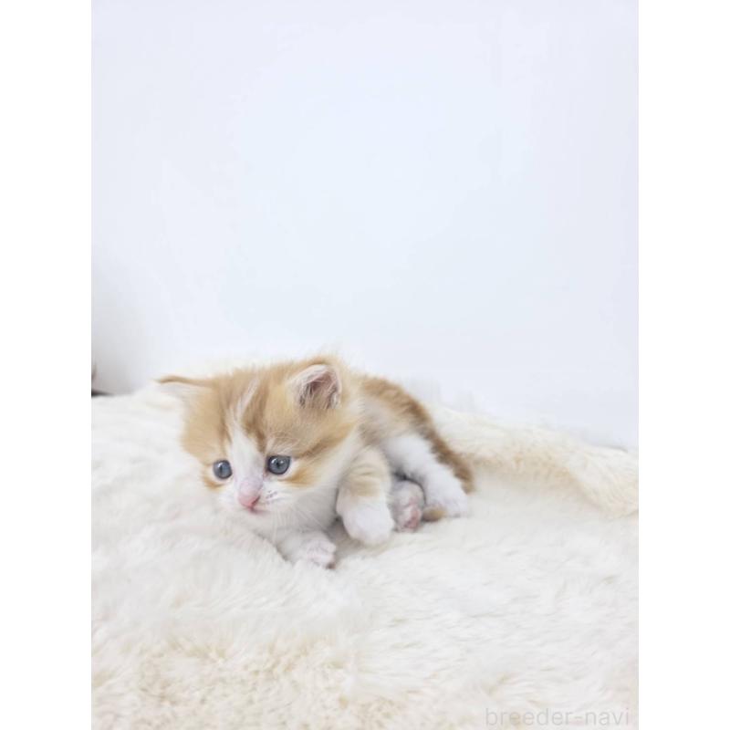 販売中の茨城県のマンチカン(短足)-128358の7枚目