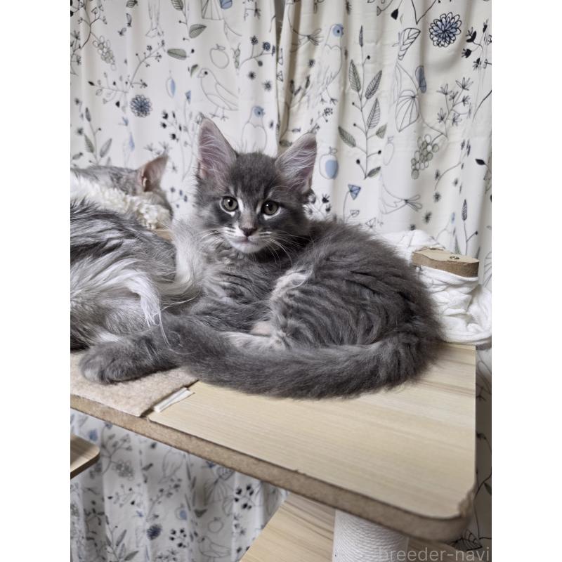 成約済ののメインクーン-125468