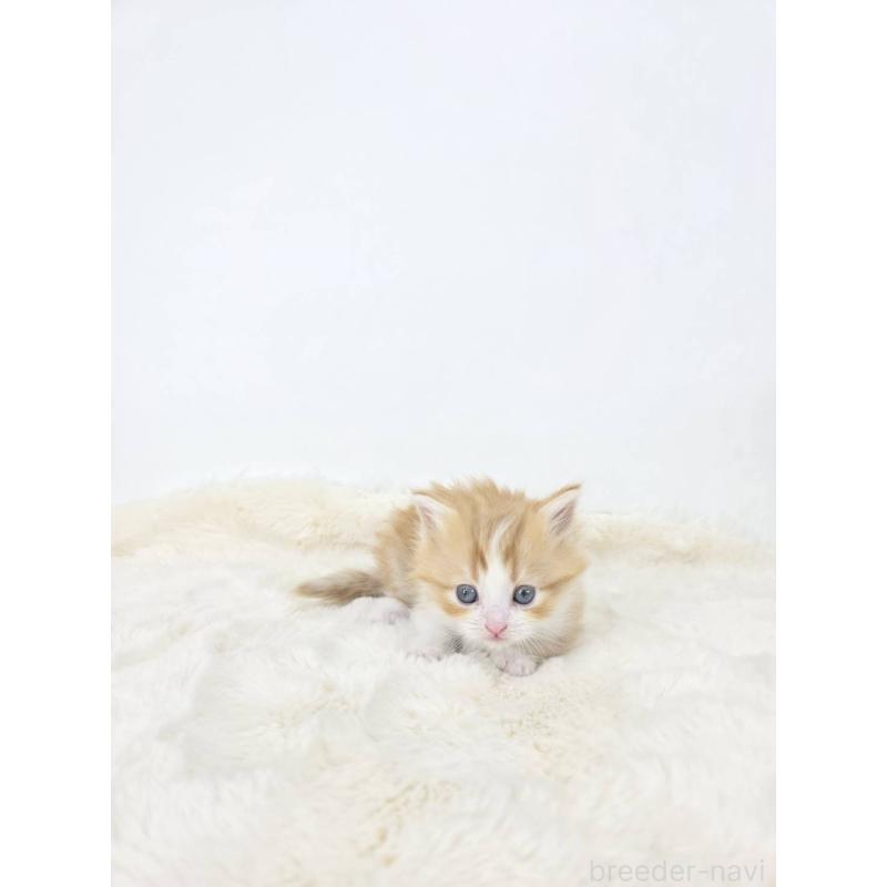 販売中の茨城県のマンチカン(短足)-128358の4枚目