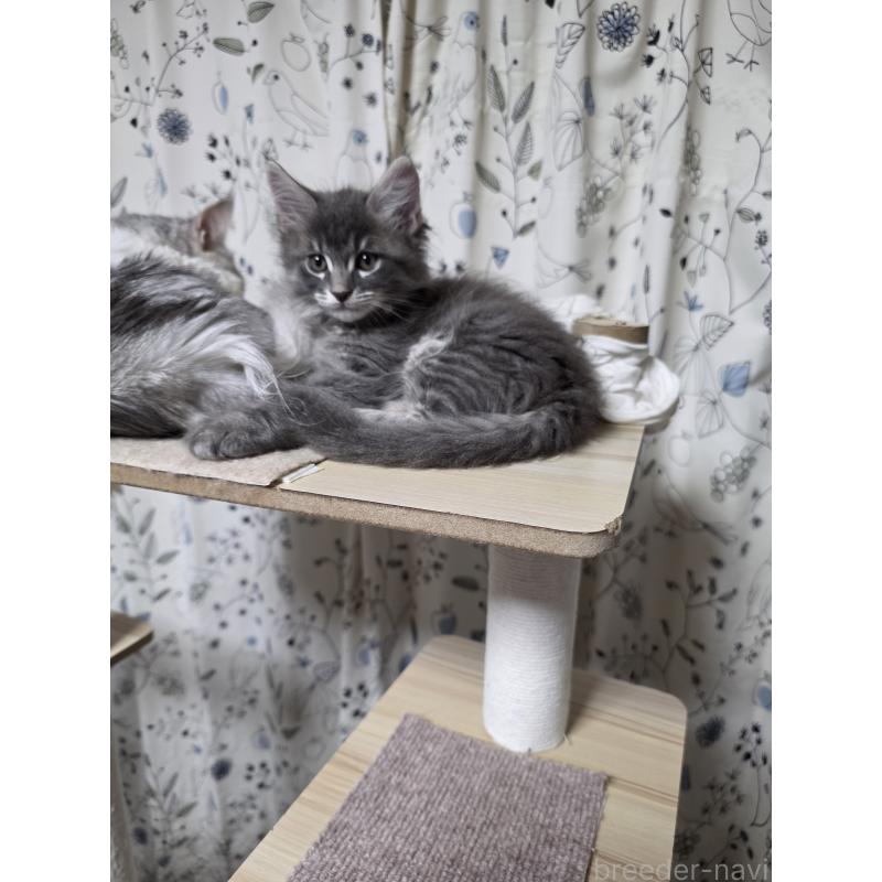 成約済の三重県のメインクーン-125468の3枚目