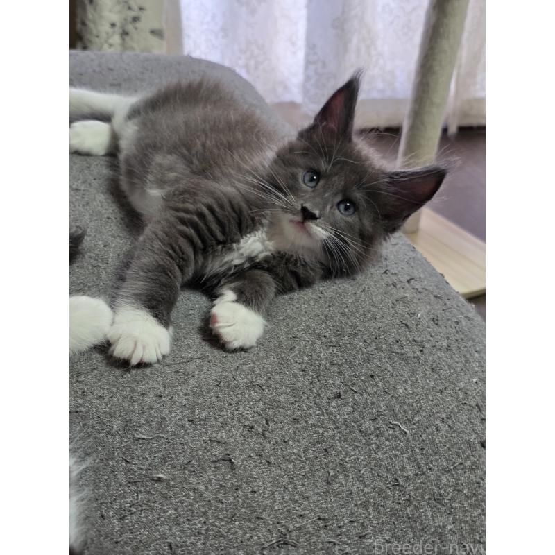 成約済ののメインクーン-126329