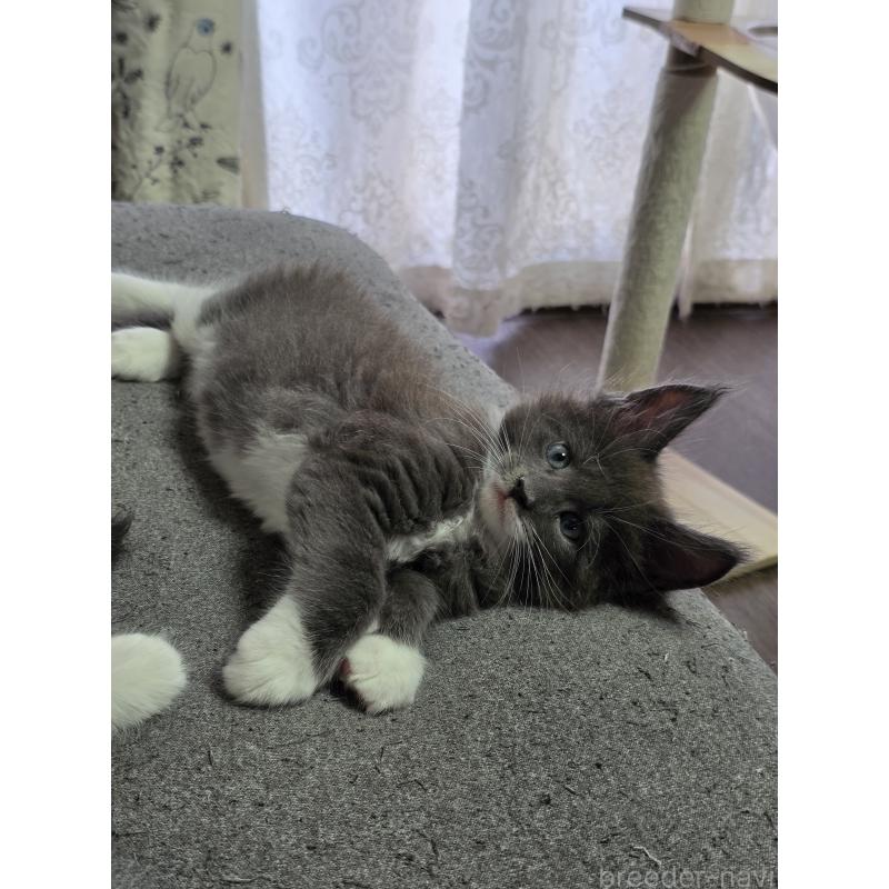 成約済の三重県のメインクーン-126329の4枚目