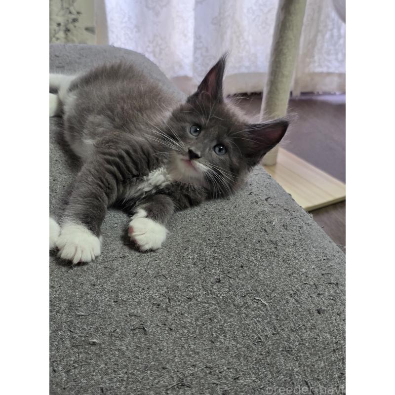 成約済の三重県のメインクーン-126329の3枚目