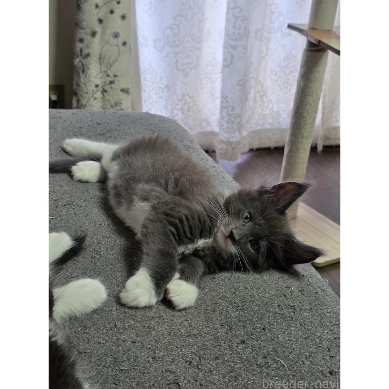 成約済の三重県のメインクーン-126329の2枚目