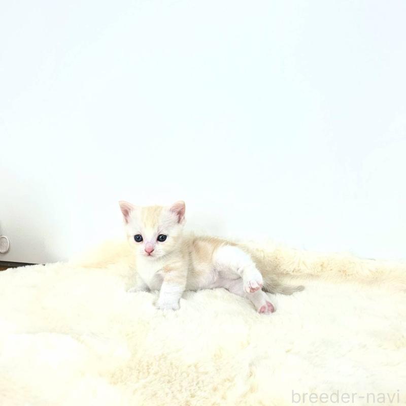 販売中の茨城県のマンチカン(短足)-128359の10枚目