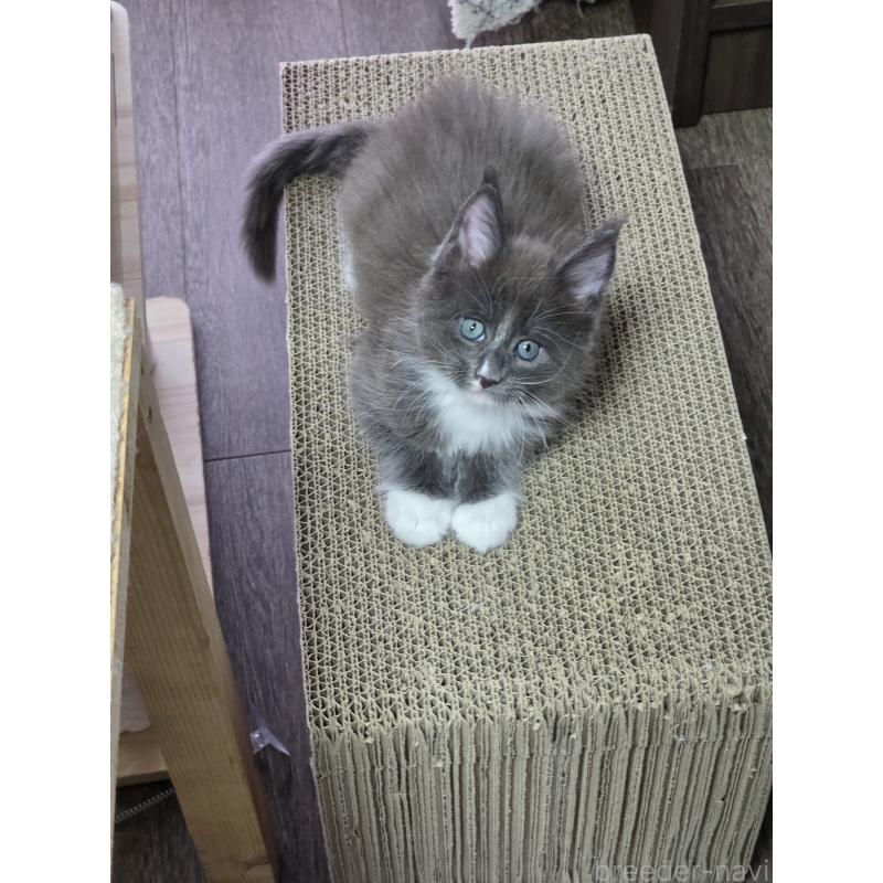 成約済の三重県のメインクーン-126334の5枚目