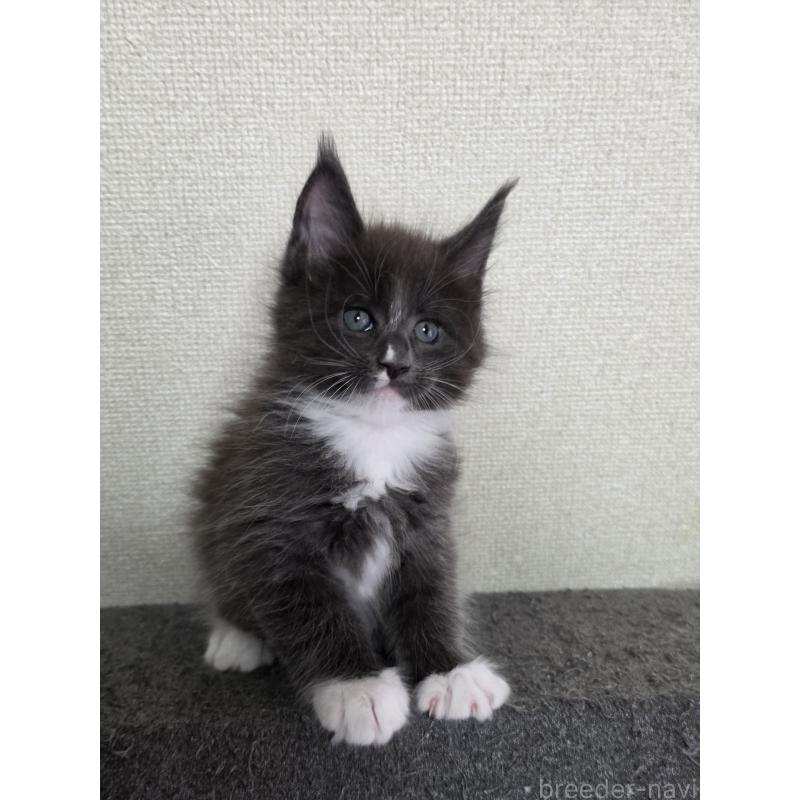 成約済の三重県のメインクーン-126334の4枚目