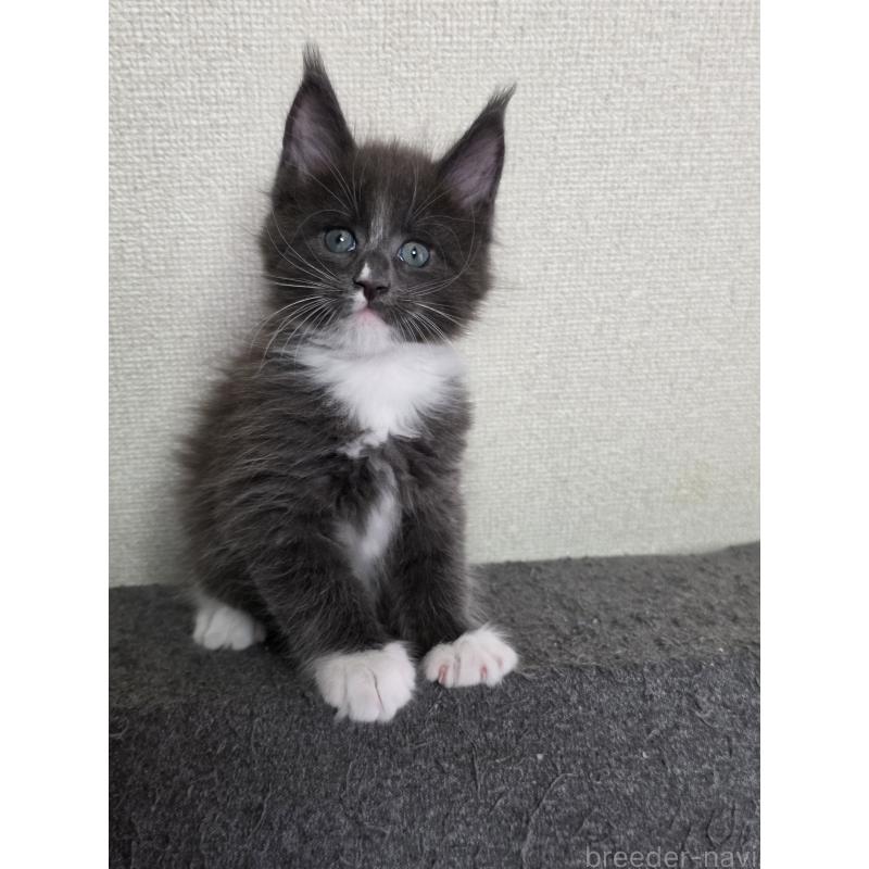 成約済の三重県のメインクーン-126334の3枚目